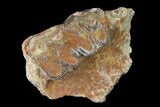 Fossil Horse (Mesohippus) Jaw Section - South Dakota #140893-1